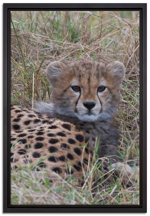 süße junge Geparden im Gras auf Leinwandbild gerahmt Größe 60x40