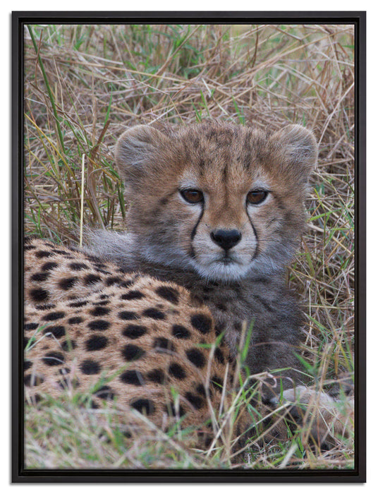 süße junge Geparden im Gras auf Leinwandbild gerahmt Größe 80x60
