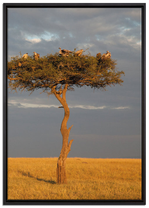 Geierschwarm in der Savanne auf Leinwandbild gerahmt Größe 100x70