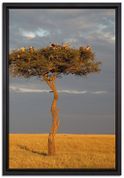 Geierschwarm in der Savanne auf Leinwandbild gerahmt Größe 60x40
