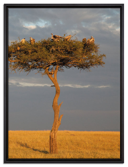 Geierschwarm in der Savanne auf Leinwandbild gerahmt Größe 80x60
