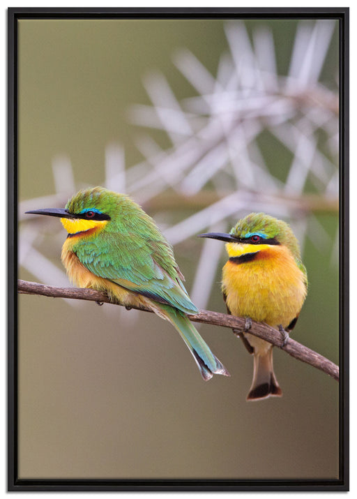Vögel auf Ast auf Leinwandbild gerahmt Größe 100x70