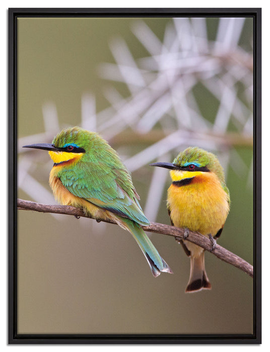 Vögel auf Ast auf Leinwandbild gerahmt Größe 80x60