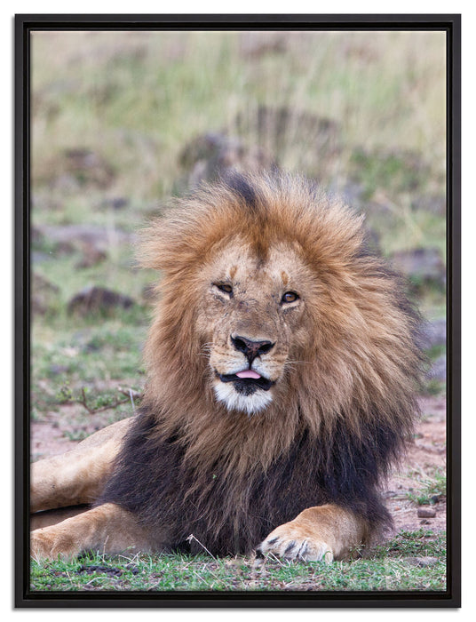 prächtige Löwe in der Savanne auf Leinwandbild gerahmt Größe 80x60