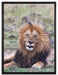 prächtige Löwe in der Savanne auf Leinwandbild gerahmt Größe 80x60