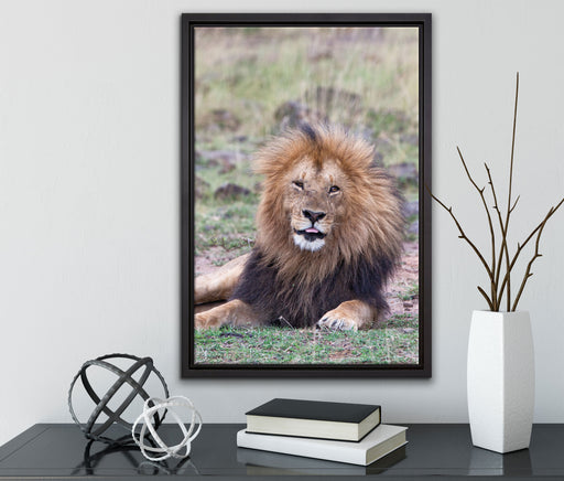 prächtige Löwe in der Savanne auf Leinwandbild gerahmt mit Kirschblüten