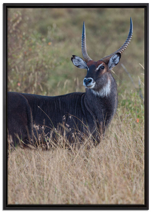 ausgewachsene Dorkasgazelle auf Leinwandbild gerahmt Größe 100x70