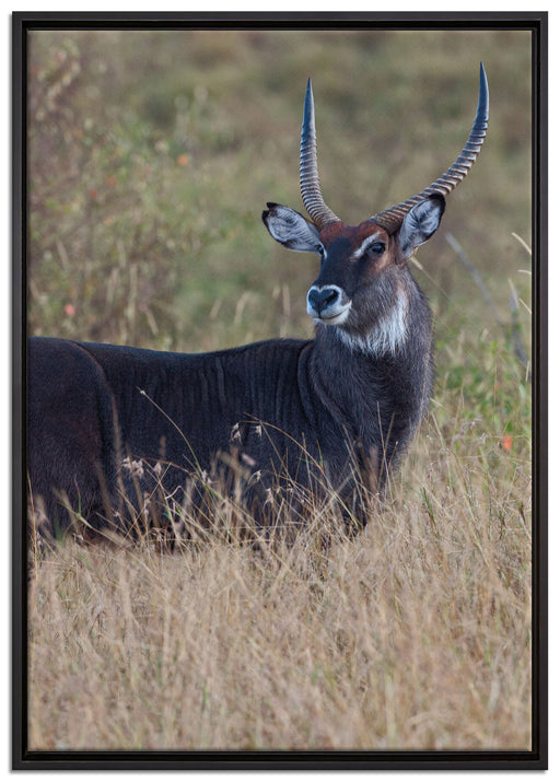 ausgewachsene Dorkasgazelle auf Leinwandbild gerahmt Größe 100x70