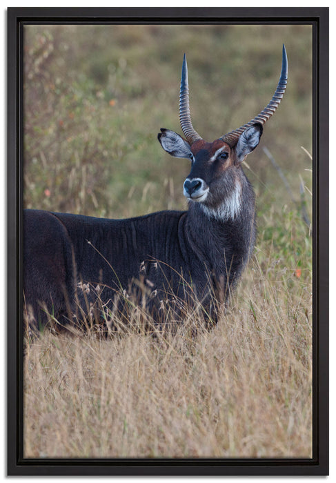 ausgewachsene Dorkasgazelle auf Leinwandbild gerahmt Größe 60x40