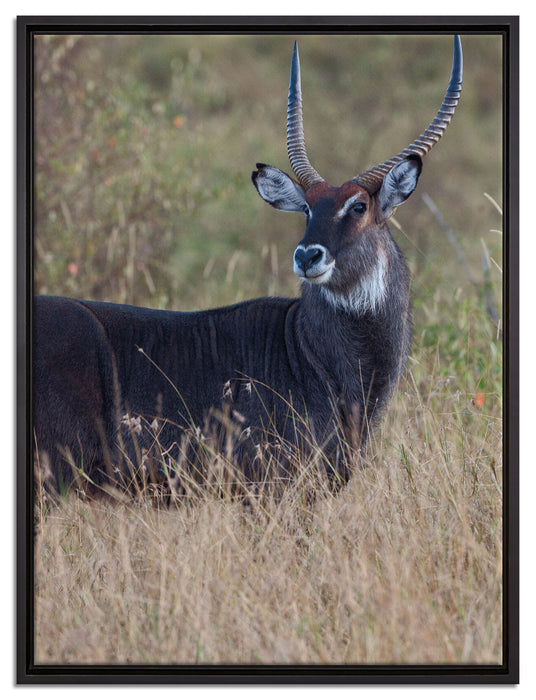 ausgewachsene Dorkasgazelle auf Leinwandbild gerahmt Größe 80x60
