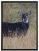 ausgewachsene Dorkasgazelle auf Leinwandbild gerahmt Größe 80x60