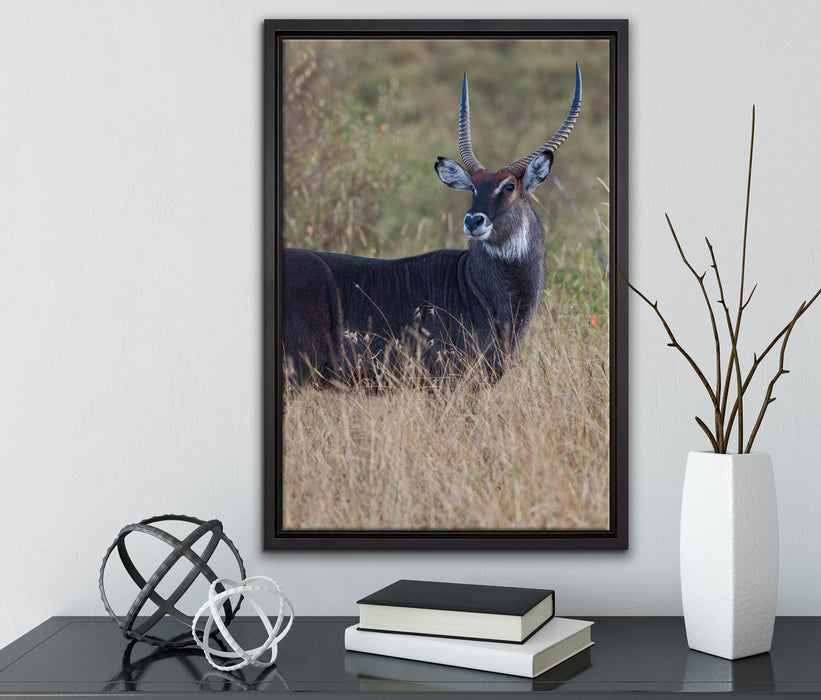 ausgewachsene Dorkasgazelle auf Leinwandbild gerahmt mit Kirschblüten