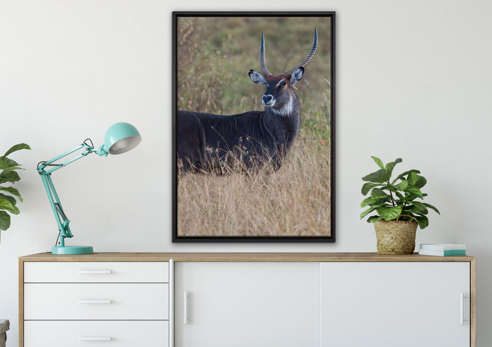 ausgewachsene Dorkasgazelle auf Leinwandbild gerahmt verschiedene Größen im Wohnzimmer