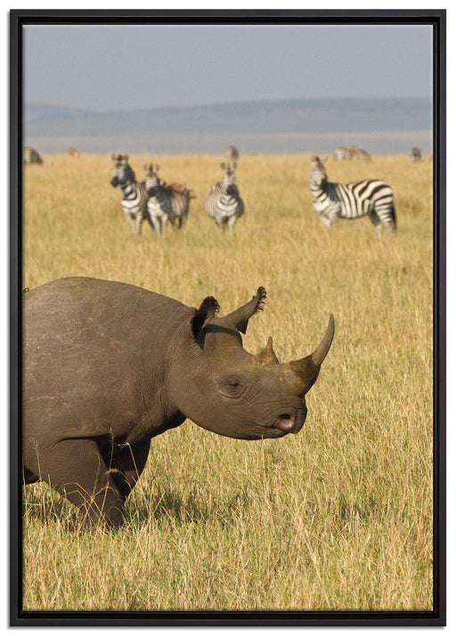 großes Nashorn mit Zebrahorde auf Leinwandbild gerahmt Größe 100x70