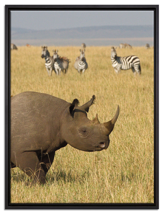 großes Nashorn mit Zebrahorde auf Leinwandbild gerahmt Größe 80x60