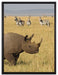 großes Nashorn mit Zebrahorde auf Leinwandbild gerahmt Größe 80x60