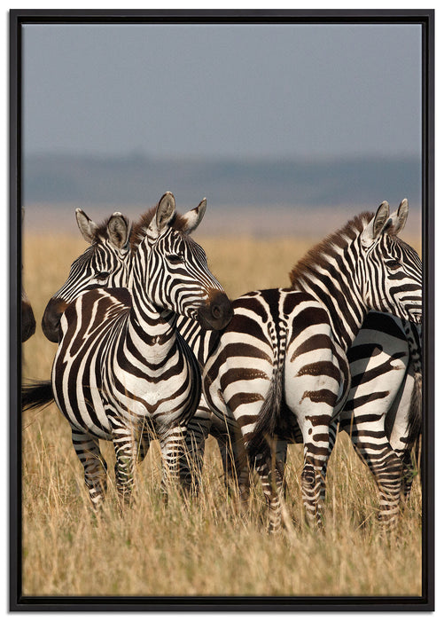 kleine Zebrahorde auf Leinwandbild gerahmt Größe 100x70