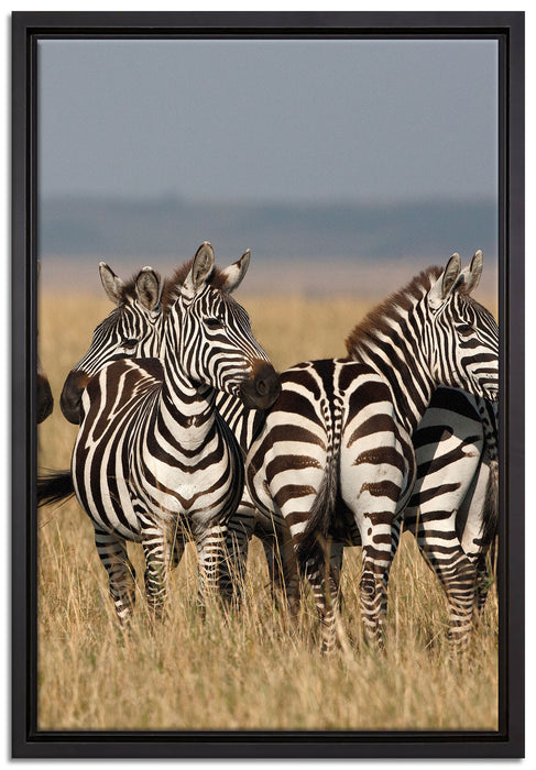 kleine Zebrahorde auf Leinwandbild gerahmt Größe 60x40