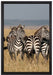 kleine Zebrahorde auf Leinwandbild gerahmt Größe 60x40