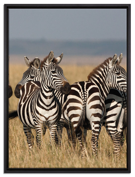 kleine Zebrahorde auf Leinwandbild gerahmt Größe 80x60