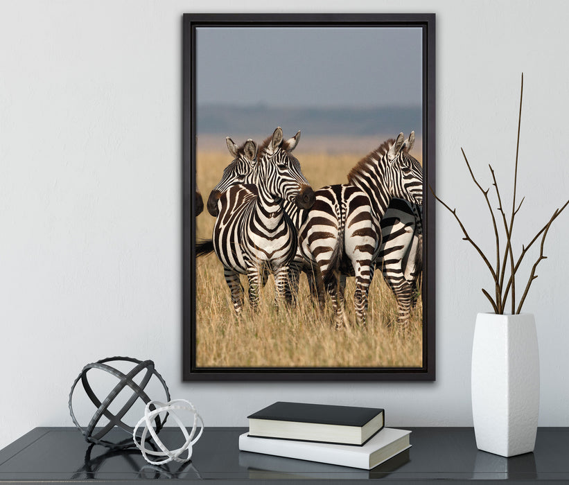 kleine Zebrahorde auf Leinwandbild gerahmt mit Kirschblüten