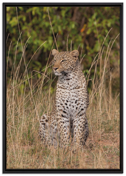 anmutiger Leopard im hohen Gras auf Leinwandbild gerahmt Größe 100x70