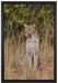 anmutiger Leopard im hohen Gras auf Leinwandbild gerahmt Größe 60x40