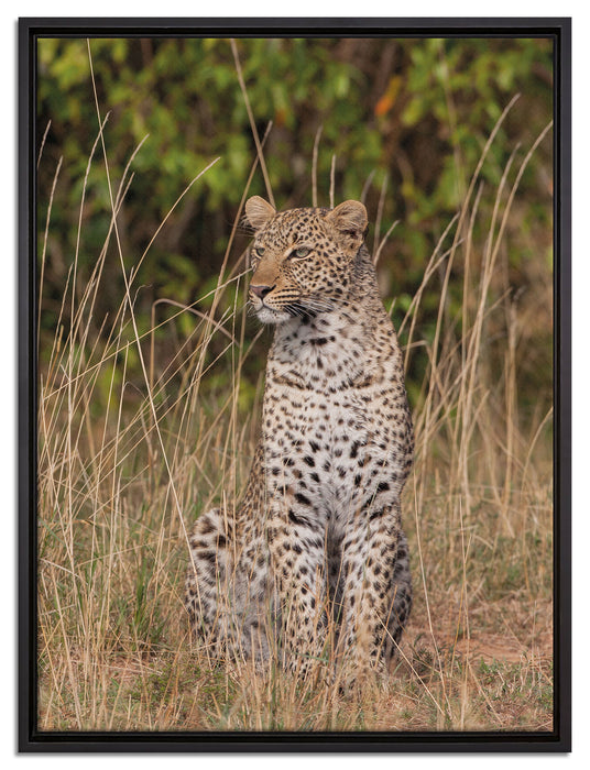 anmutiger Leopard im hohen Gras auf Leinwandbild gerahmt Größe 80x60