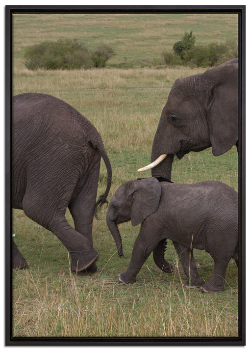 wandernde Elefantenfamilie auf Leinwandbild gerahmt Größe 100x70