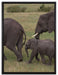 wandernde Elefantenfamilie auf Leinwandbild gerahmt Größe 80x60