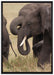 Elefantenhorde am Wasserloch auf Leinwandbild gerahmt Größe 100x70