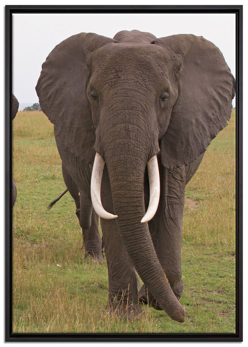 große wandernde Elefantenhorde auf Leinwandbild gerahmt Größe 100x70