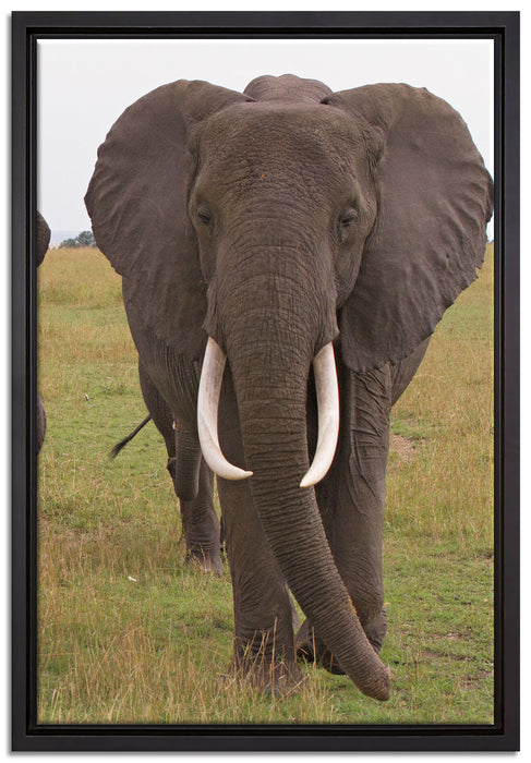 große wandernde Elefantenhorde auf Leinwandbild gerahmt Größe 60x40