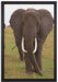 große wandernde Elefantenhorde auf Leinwandbild gerahmt Größe 60x40