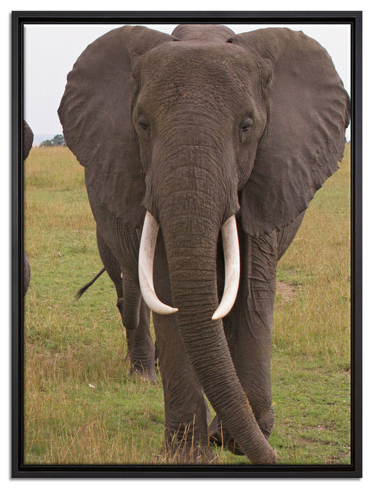 große wandernde Elefantenhorde auf Leinwandbild gerahmt Größe 80x60