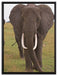 große wandernde Elefantenhorde auf Leinwandbild gerahmt Größe 80x60
