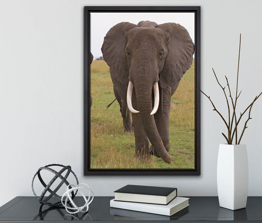 große wandernde Elefantenhorde auf Leinwandbild gerahmt mit Kirschblüten