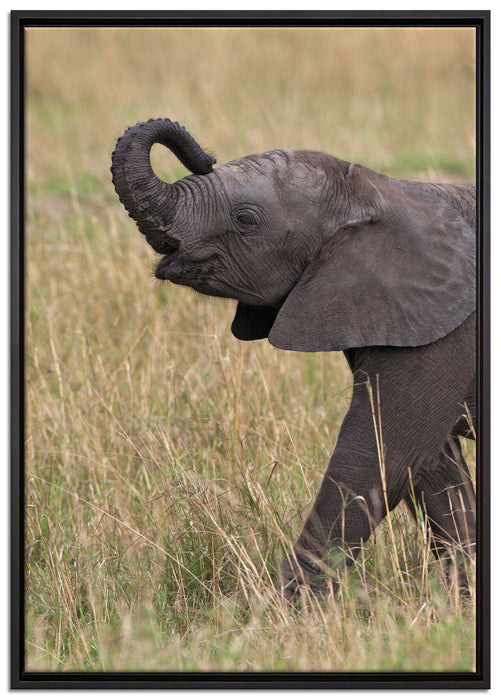 kleines Elefantenjunges auf Leinwandbild gerahmt Größe 100x70