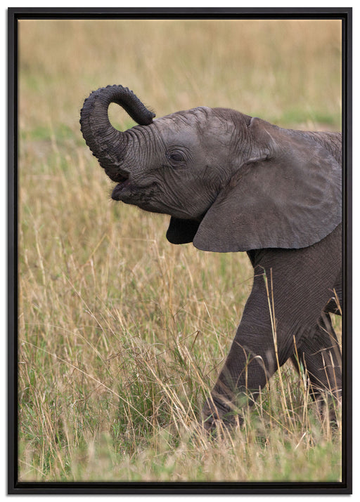 kleines Elefantenjunges auf Leinwandbild gerahmt Größe 100x70