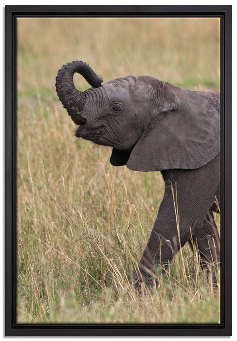 kleines Elefantenjunges auf Leinwandbild gerahmt Größe 60x40