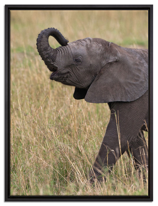 kleines Elefantenjunges auf Leinwandbild gerahmt Größe 80x60