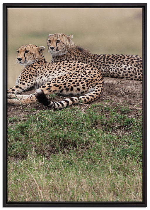 majestätische Geparden auf Stein auf Leinwandbild gerahmt Größe 100x70
