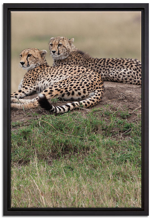 majestätische Geparden auf Stein auf Leinwandbild gerahmt Größe 60x40