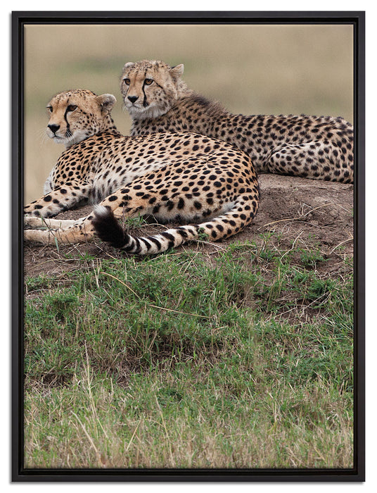 majestätische Geparden auf Stein auf Leinwandbild gerahmt Größe 80x60