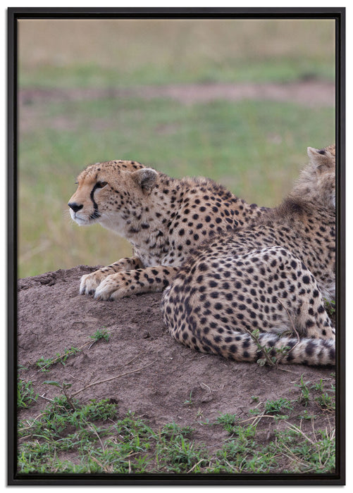 prächtige Geparden auf Stein auf Leinwandbild gerahmt Größe 100x70