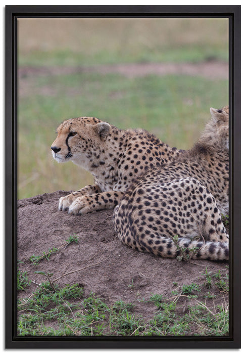 prächtige Geparden auf Stein auf Leinwandbild gerahmt Größe 60x40