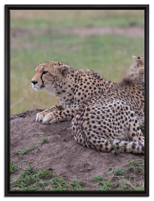 prächtige Geparden auf Stein auf Leinwandbild gerahmt Größe 80x60