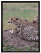 prächtige Geparden auf Stein auf Leinwandbild gerahmt Größe 80x60