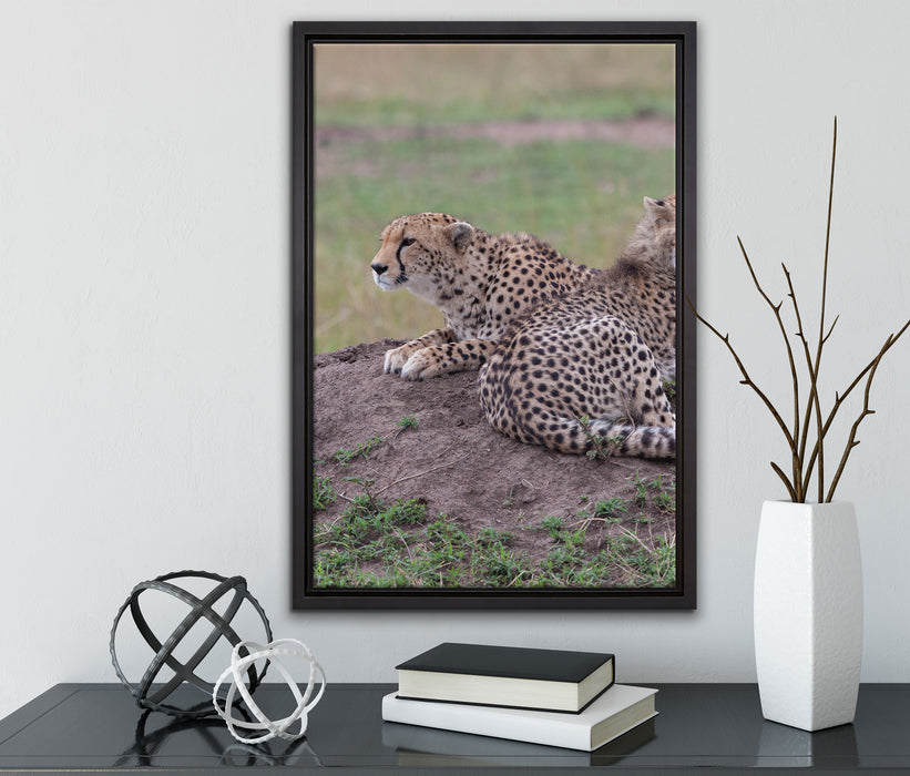 prächtige Geparden auf Stein auf Leinwandbild gerahmt mit Kirschblüten