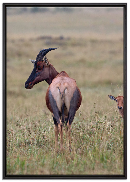 rote Kuhantilope mit Jungtier auf Leinwandbild gerahmt Größe 100x70